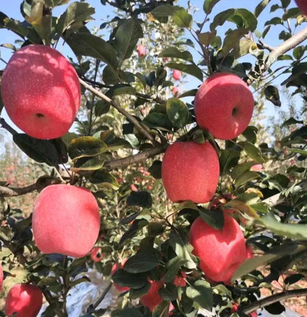 泰安美八苹果苗：基地直销早，中，晚熟，苹果树苗。苹果树苗品种齐全