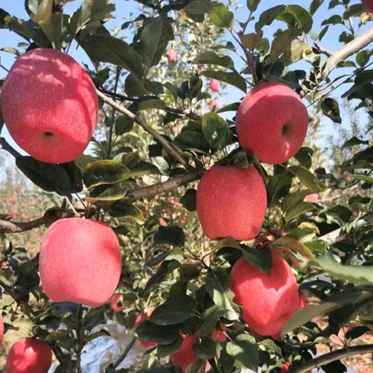 泰安美八苹果苗：基地直销早，中，晚熟，苹果树苗。苹果树苗品种齐全