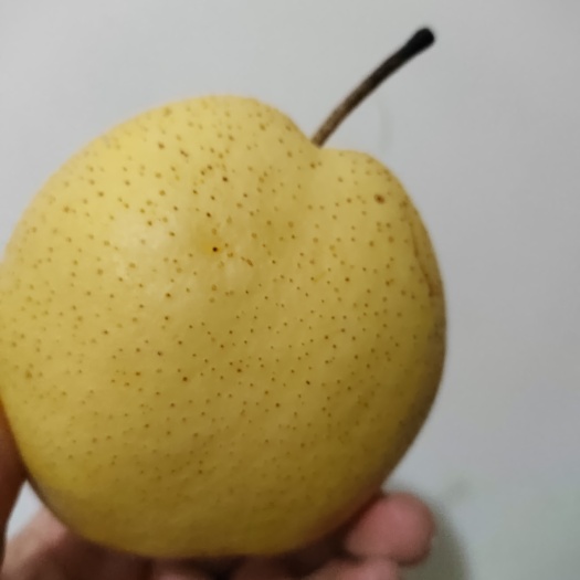 赵县雪花梨