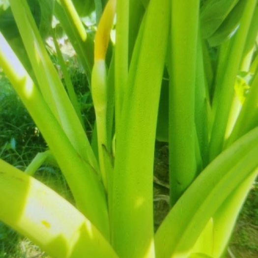 闽清县闽清芋头