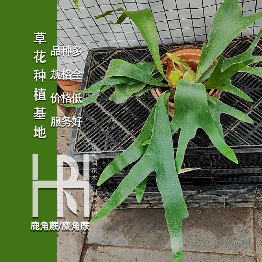 成都鹿角蕨批发，鹿角蕨种植基地，鹿角蕨价格