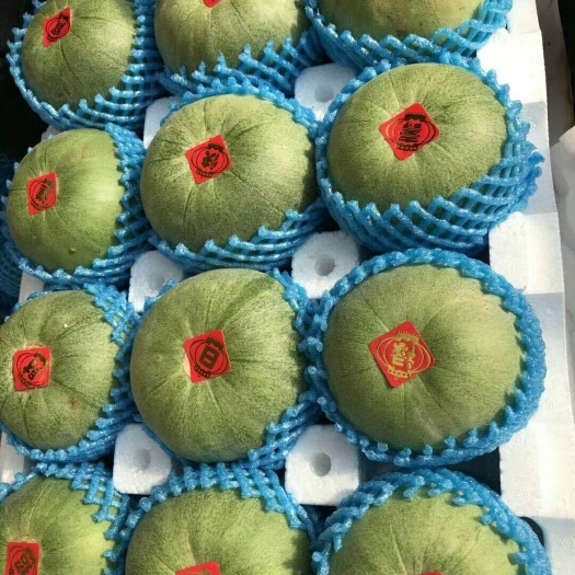 建平县各种甜瓜