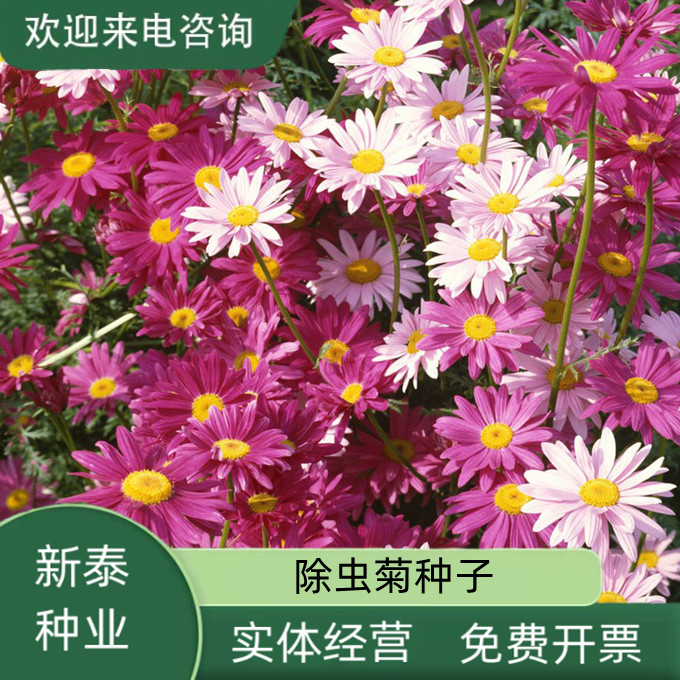沭阳县除虫菊种子驱蚊草驱虫菊花种子多年生混色花种子四季易活庭院绿化