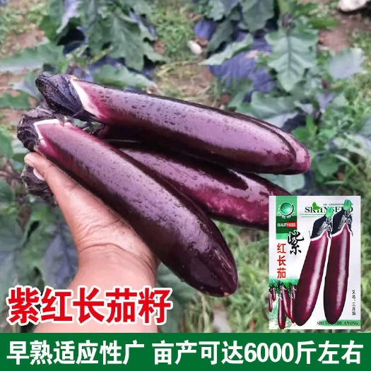 衡阳紫红长茄种子四季紫茄子春秋季阳台盆栽蔬菜种孑农家庭院紫茄种子