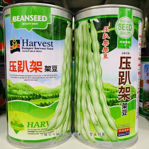 压趴架架豆种子 九粒白架豆种籽早熟二季豆菜豆种子春秋大田基地