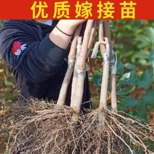 泰安太秋甜柿子苗：甜柿子树苗次郎甜柿子苗，阳丰甜柿子基地直销