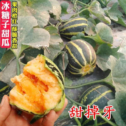 衡阳冰糖子甜瓜甜掉牙甜瓜种子薄皮超甜花皮香瓜籽四季水果春夏秋四季