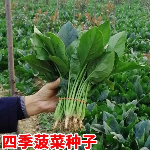 衡阳大叶菠菜种子四季蔬菜春季籽种阳台种籽抗热菜种盆栽波菜孑菜籽子