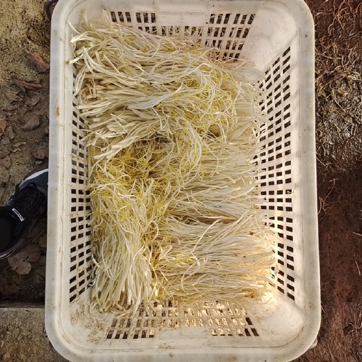 庐江县庐江芹芽齐芽