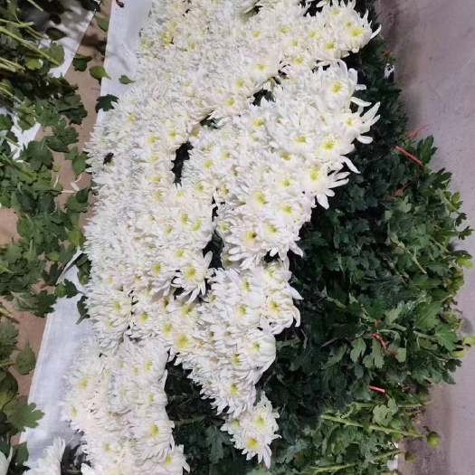 东海县优质黄白菊