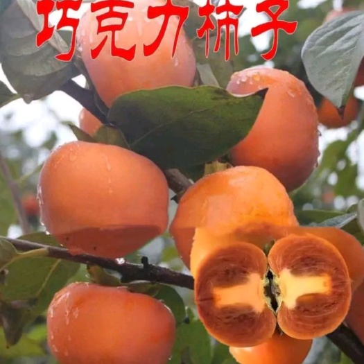 泰安巧克力柿子苗：巧克力柿子树苗，黑柿子树苗，甜度高无核基地直销