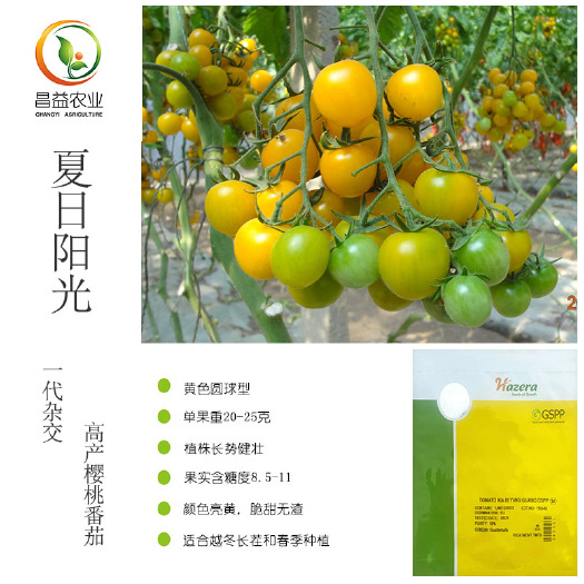 寿光市正宗原包装以色列海泽拉夏日阳光樱桃番茄种子黄色圆形小番茄种籽