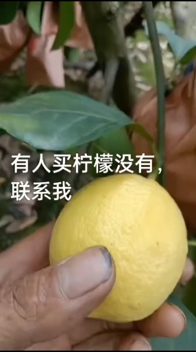 安岳县青黄柠檬