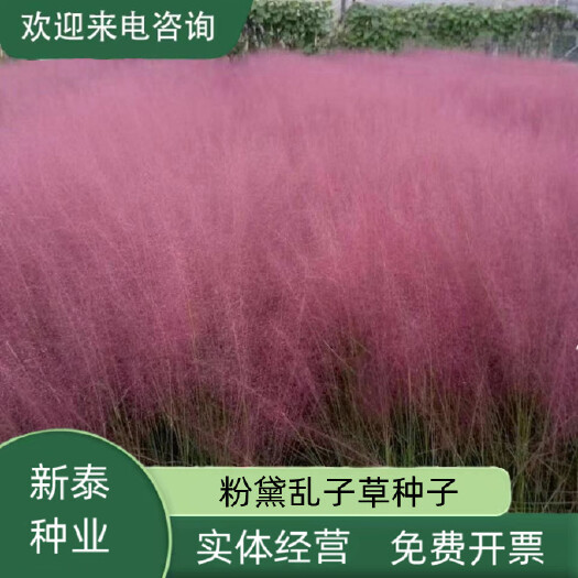 沭阳县粉黛乱子草种子毛芒乱子草粉米利花海庭院景观花卉多年生观赏四季