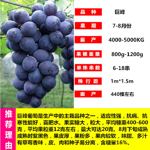 平邑县巨峰葡萄苗嫁接苗易成活易管理阳台庭院南北方都可种植现挖现发
