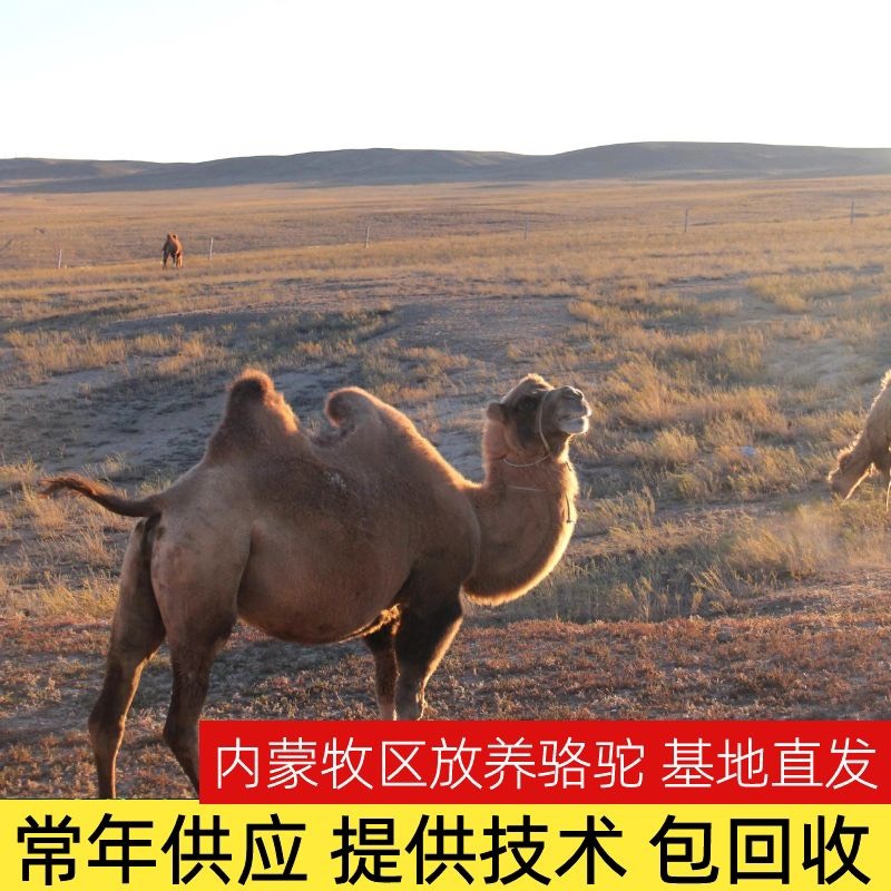 阿巴嘎旗骆驼 内蒙牧区双峰驼 常年出售小骆驼 对驼 宰肉骆驼 品种齐