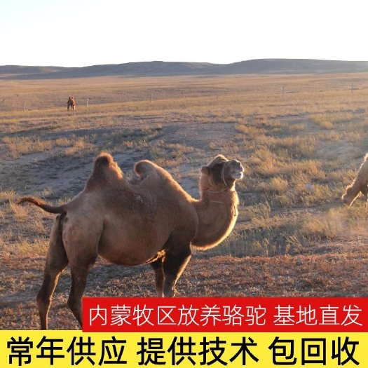 【热卖】内蒙牧区双峰驼 常年出售小骆驼 对驼宰肉骆驼 品种齐