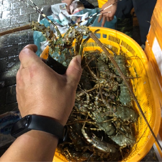 广州越南小青龙，规格100-450克/只，大小规格可选。