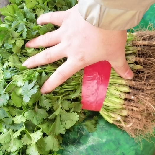 邯郸大棚铁杆青中叶香菜