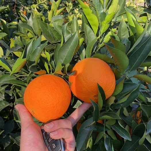 秭归县秭归纽荷尔圆红