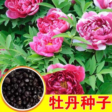 衡阳芍药牡丹种子四季牡丹洛阳大花重瓣牡丹花种子