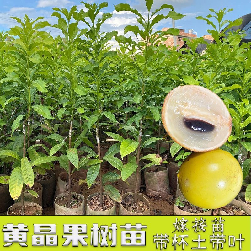 灵山县黄晶果苗 亚美果果树苗 盆栽地栽  庭院阳台都可种植的
