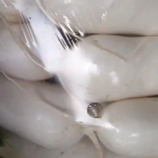 临洮县青萝卜