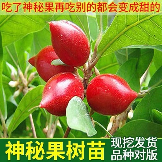 神秘果树苗广西基地发货一年四季挂果神奇变味可以庭院盘栽包邮