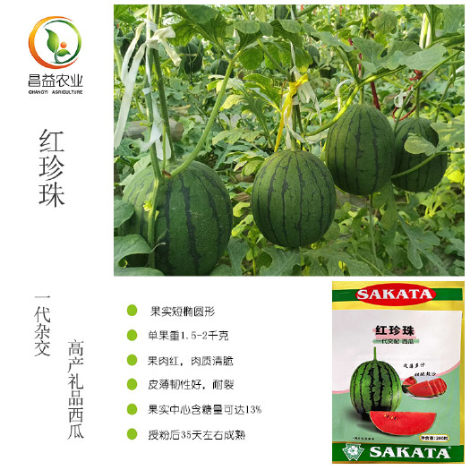 寿光市2K4K礼品小西瓜种籽 日本坂田红珍珠早春红玉超甜薄皮小西瓜
