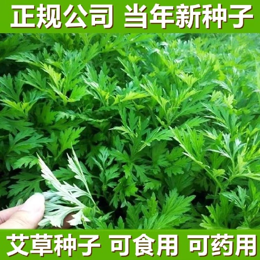 艾草种籽种植食用艾草种子药用野生艾草种孑大叶艾蒿青蒿四季驱蚊