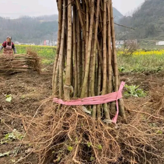 泰安蜂糖李子苗，蜂糖李子树苗嫁接苗一年结果黄金奈李味帝西梅恐龙蛋