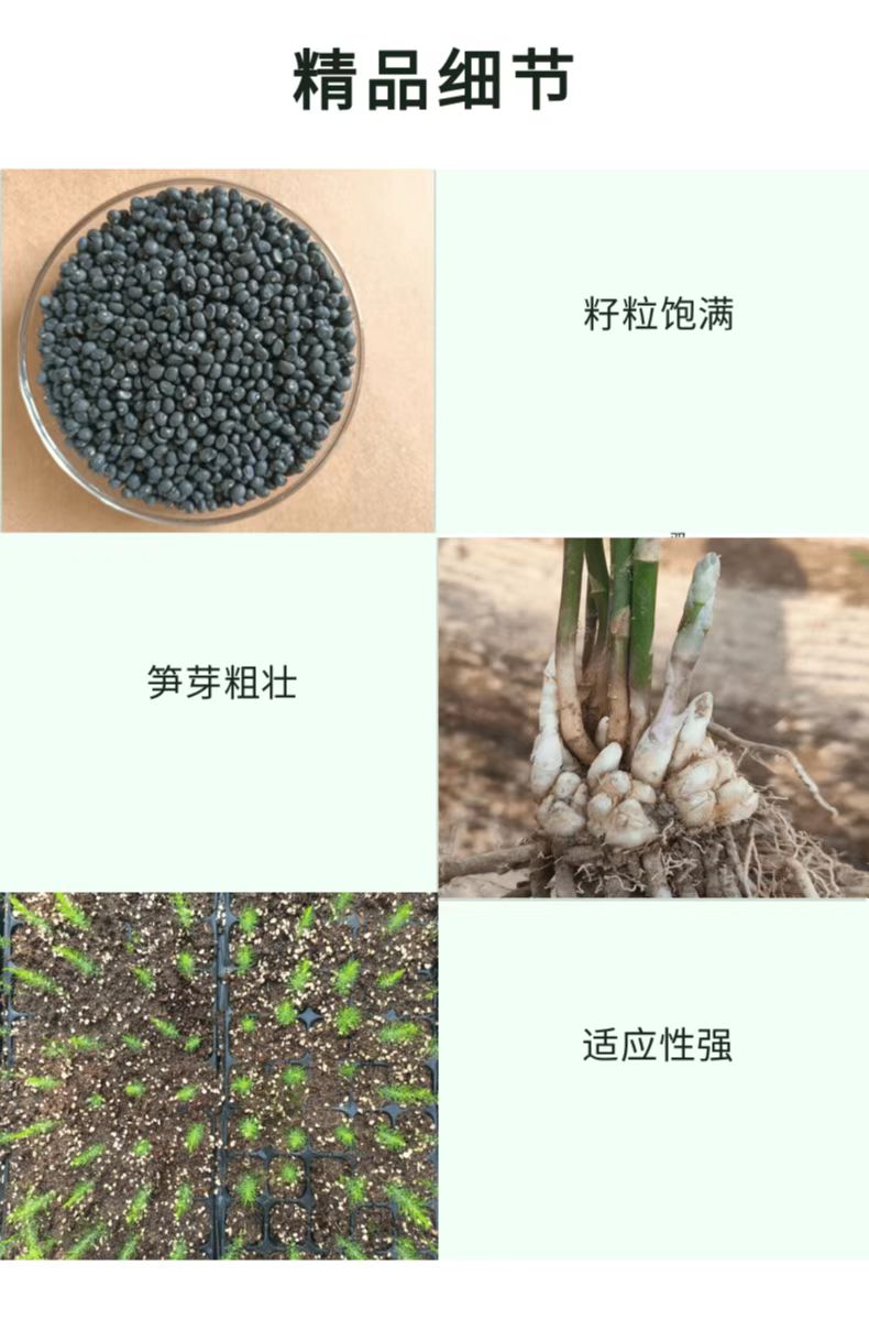 荷塘月色F1芦笋种子 绿白兼用发芽率高 植株高大 抗病性强