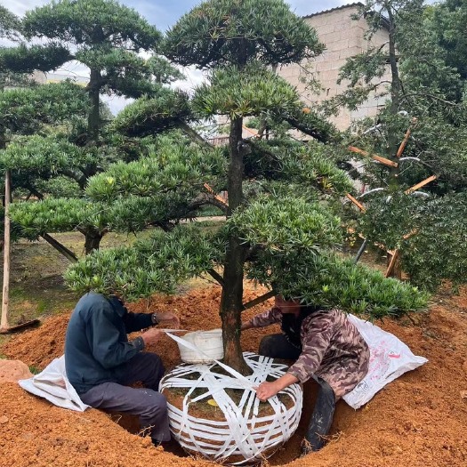 长沙罗汉松