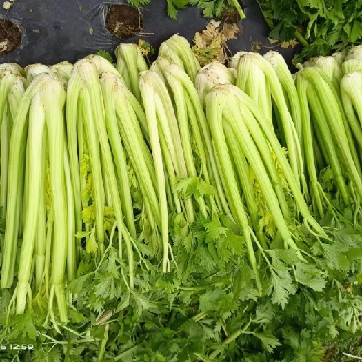 仙游县精品西芹，产地一手货源，大量供应……………………………………