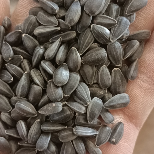 油葵,喂鸟专用油葵