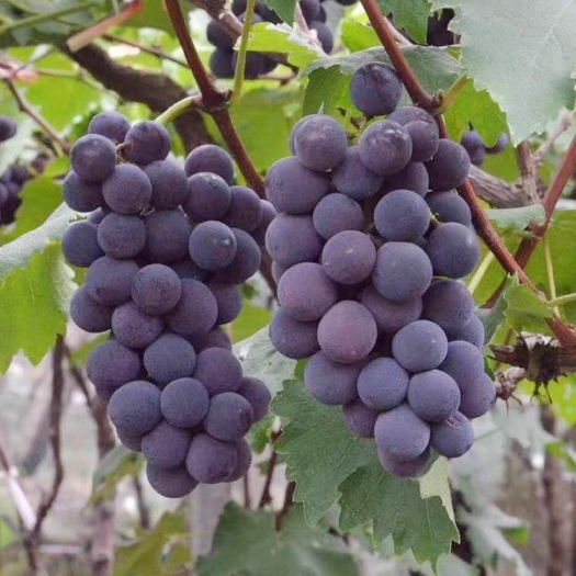 巨丰葡萄种籽盆栽果树蔬菜 葡萄种孑结果葡萄种