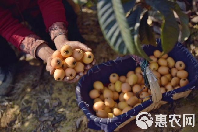 枇杷大量出货承接线上线下市场批发商超配送一件代发等等