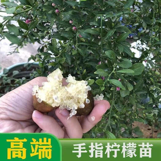 灵山县包邮手指柠檬苗柠檬果苗水果树苗带土带叶发货植物鱼子酱基地批发