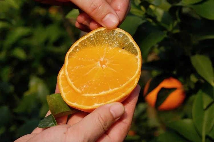 平和县【顺丰爱媛28号细腻化渣】2025头茬福建红美人，细腻多汁