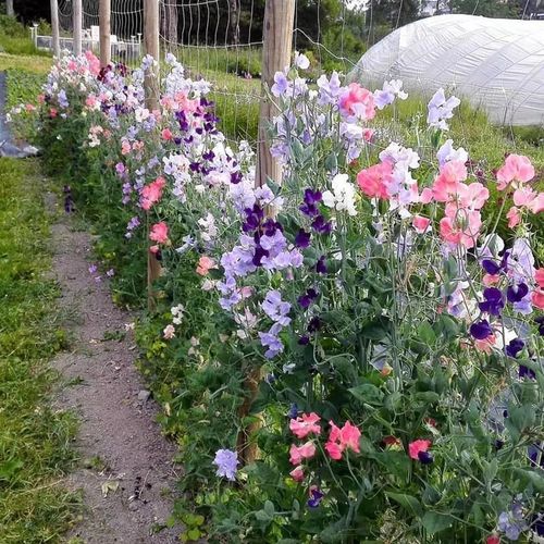 沭阳县香豌豆种子花卉种子春播花种子四季种开花阳台庭院室内易种易活