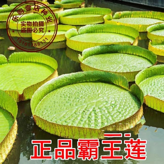 衡阳池塘水生植物大型荷花超大型睡莲亚马逊霸王莲种子克鲁兹王莲种籽
