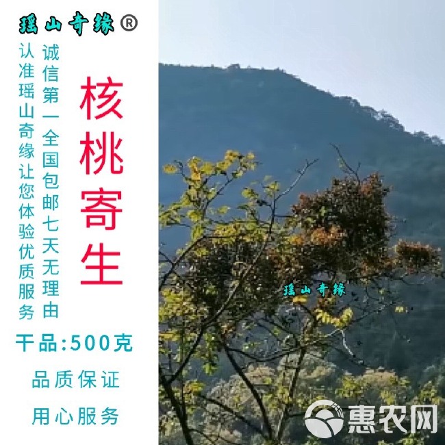 核桃寄生干品500克胡桃树寄生