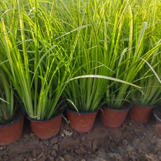 青州市金叶菖蒲