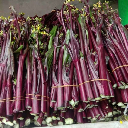 威宁县红菜苔鲜甜脆嫩农家菜苔油青菜心当季新鲜蔬菜