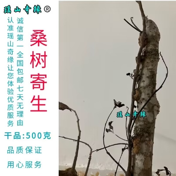 桑树寄生干品500克桑葚寄生桑寄生