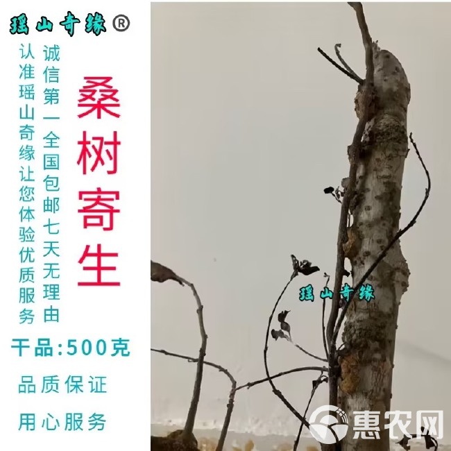 桑树寄生干品500克桑葚寄生桑寄生