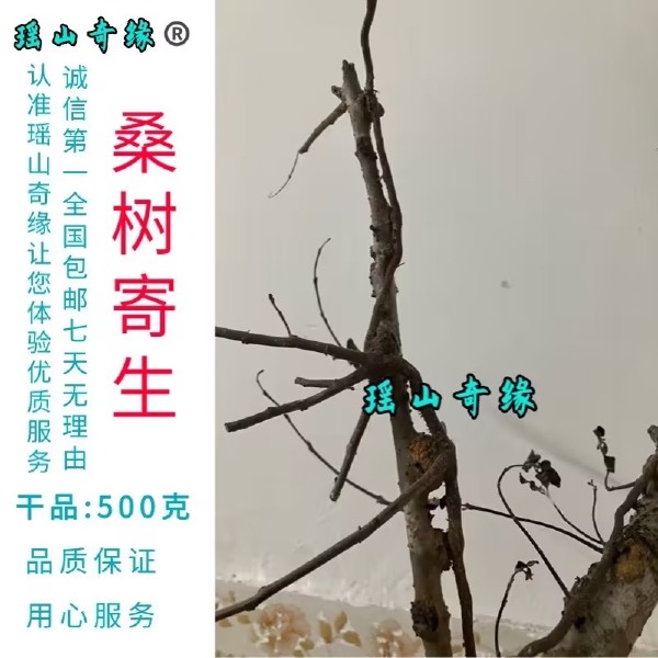 桑树寄生干品500克桑葚寄生桑寄生