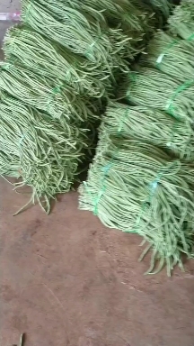 徐闻县徐闻蔬菜基地长豆角
