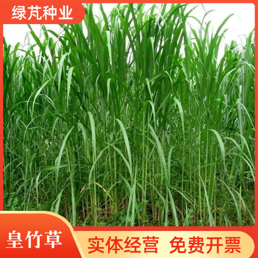 新型皇竹草巨菌草甜象草种节多年生四季高产猪牛羊鸡鸭鹅鱼兔草籽