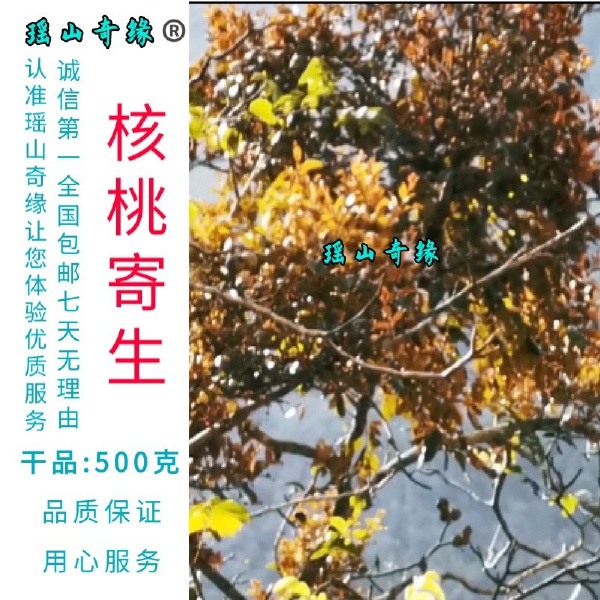 核桃寄生干品500克胡桃树寄生